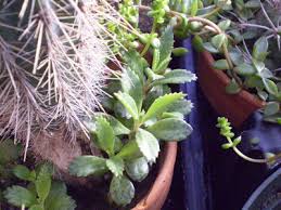 Image result for Kalanchoe daigremontiana