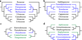 Image result for Pentadiplandraceae