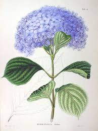 「hydrangea　siebold　wiki　」の画像検索結果