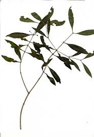 Image result for Coptosperma