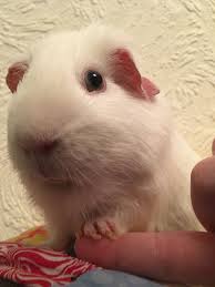 Pin De G Terreo Em Animals Porquinho Da India Imagens De Porquinhos Porquinhos