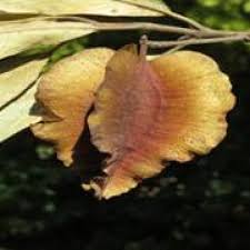 Image result for Triplochiton zambesiacus