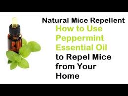 If you can't smell the peppermint, it's probably not strong enough. Natural Mice Repellent How To Use Peppermint Essential Oil To Repel Mice From Your Home Youtube