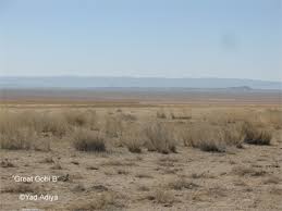 Image result for Excoecaria bussei