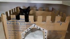 A Castle Simply Made From A Cardboard Box Makes A Great Hiding Spot For Kitty And Is Sure To Make Potential Adopte Foster Kittens Hiding Spots Animal Rescue