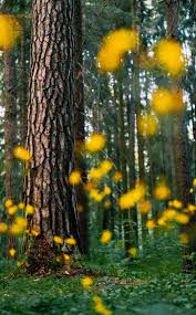 All pictures are free for you to download and used commercially for your business purposes. Tree Background Hd Full Screen