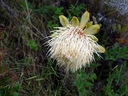 Image result for Protea gaguedi