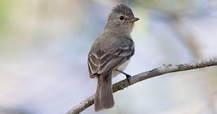 Image result for Teramnus uncinatus