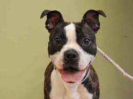 Check spelling or type a new query. Orca A1038865 Pitbull Dog Pitbull Terrier Cat Adoption