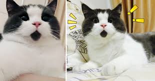 Meet The Omg Cat The Feline Who Is Always Surprised Cats Feline Cat Toys