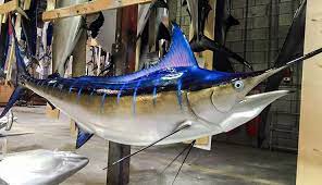 Blue Marlin Fish Mount At Gray Taxidermy Blue Marlin Fish Marlin Blue Marlin