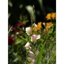 Image result for Gladiolus dalenii