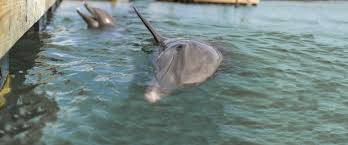 Tide pods (stylized tide pods) are a line of laundry detergent pods from procter & gamble under the tide brand. Swimming With Dolphins In The Florida Keys Hawks Cay