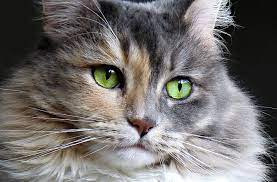Are Your Cat S Eyes Healthy Drcroomarmyvet Futurevet Mobilevet Vetsin3d Veteranowned Veteducation Futurevetwithdrcroom Cat Eye Discharge Whippet Cats