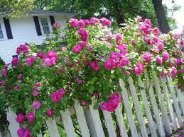 John cabot reached the new world. John Cabot Climbing Rose Always Wanted One Of These White Picket Fence With Climbing Roses Climbing Roses Growing Gardens Garden Landscaping