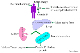 Check spelling or type a new query. Vitamin D Vitamin D2 And D3 Labpedia Net