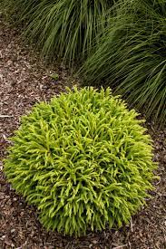 The plant grows slowly to roughly 2 to 3 feet tall with a slightly wider spread. Dwarf Japanese Cedar Garden Shrubs Front Yard Landscaping Japanese Garden
