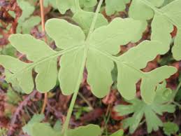 Image result for Histiopteris