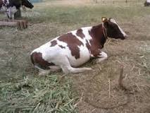 Image result for List Of Dairy Farms In Kenya