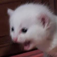 Twitch Cute Cat Memes Cat Memes Funny Animal Memes