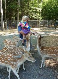 Address, phone number, adirondack animal land reviews: Adirondack Animal Land Animals Zoo Animals African Safari
