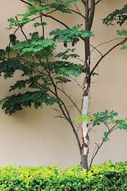 Image result for Caesalpinia ferrea