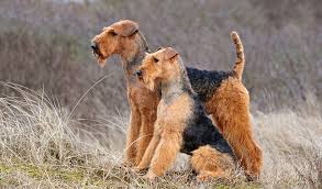 Airedale Terrier Breed Information