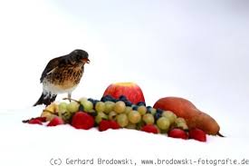 When i picked the ripe apples, i left some apples for this birds, because i knew that they. Wacholderdrossel Im Winter Drosseln Futtern Und Beobachten