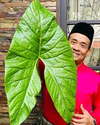 Image result for Pilea johnstonii