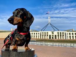 Check spelling or type a new query. Dog Friendly Canberra Visiting Canberra With A Dog Travelnuity