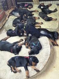Pin By Bridget College On Black Tan Coonhounds Rottweiler Puppies Rottweiler Dog Dog Breeds