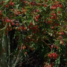 Image result for Gymnosporia tenuispina