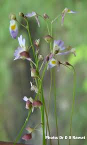 Image result for Utricularia striatula