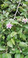 Image result for Grewia microcarpa