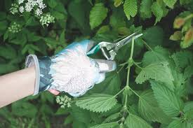 Brennnesseljauche Ansetzen Garten Fraulein Der Garten Blog In 2020 Garten Garten Ideen Gartenkunst