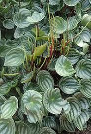 Image result for Peperomia fernandopoiana
