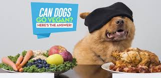 Vegan dog food is exploding in popularity these days, and i truly believe it's a healthy diet option for our furry friends! The Vegan Dog Food Diet Can Dogs Be Vegan Or Vegetarian