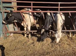 Our regenerative farming methods aim to produce the healthiest fruit and vegetables nature can — healthy soils produce healthy food — a vibrant ecosystem makes our farms more successful — the. Search For Patches