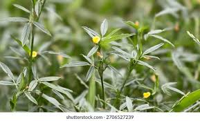 Image result for Stylosanthes guianensis