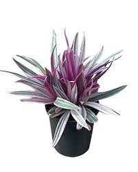 Check spelling or type a new query. Plantvine Tradescantia Spathacea Tricolor Oyster Plant Variegated Dwarf Rhoeo Plant Moses In A Cradle 6 Inch Pot 1 Gallon 4 Pack Live Plant Buy Online In Cook Islands At Cook Desertcart Com Productid 109994066