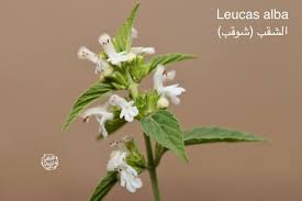 Image result for Leucas neuflizeana