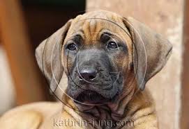 Maybe you would like to learn more about one of these? Rhodesian Ridgeback Welpe Mit Schwarzer Maske Id 5336 Tierfotoarchiv Kathrin Jung