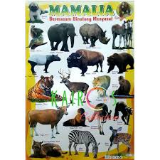 Selain gambar diatas kami juga memiliki banyak. Poster Edukasi Anak Belajar Binatang Mamalia Shopee Indonesia