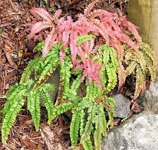 Image result for Adiantum hispidulum