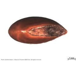 Image result for Manilkara obovata