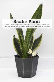 Snake Plant Care Snake Plant Care Plant Care Snake Plant