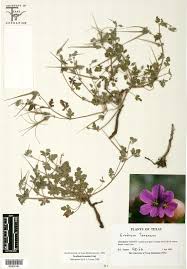 Image result for Geraniaceae