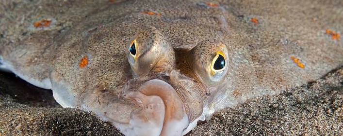 Supergenes helped the European Plaice colonize the Baltic Sea | University  of Gothenburg