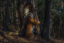 See The Best Wildlife Photos Of 2020 In 2020 Wildlife Photography Wildlife Photo Awards