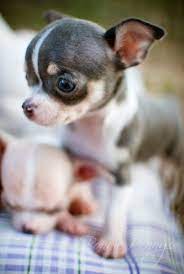 I May Have Already Pinned This One But It Is So Darn Cute I Can T Stand It Bonnie Penny Photography Baby Animals Cute Baby Animals Cute Animals